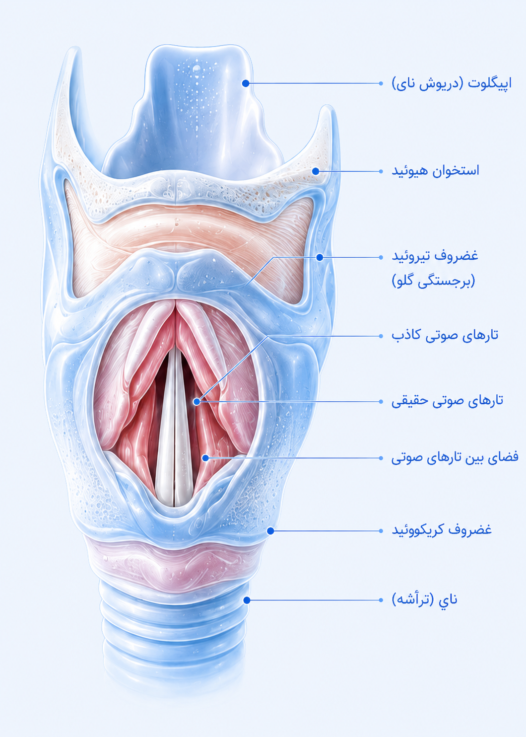 آناتومی حنجره